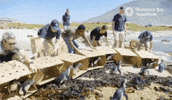 Ocean Penguins GIF by Monterey Bay Aquarium