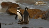 Ocean Penguins GIF by Monterey Bay Aquarium