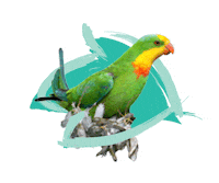 Endangered Species Australia Sticker by NSW Department of Planning, Industry and Environment