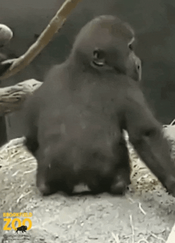 BrookfieldZoo giphygifmaker baby shocked scared GIF