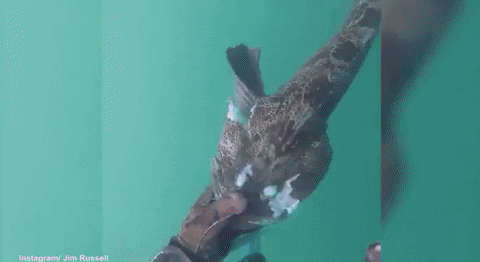 ehdgus1211 giphyupload GIF