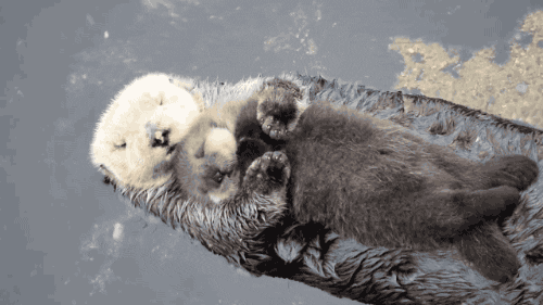 Snuggle Love GIF by ViralHog