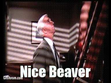 beaver GIF
