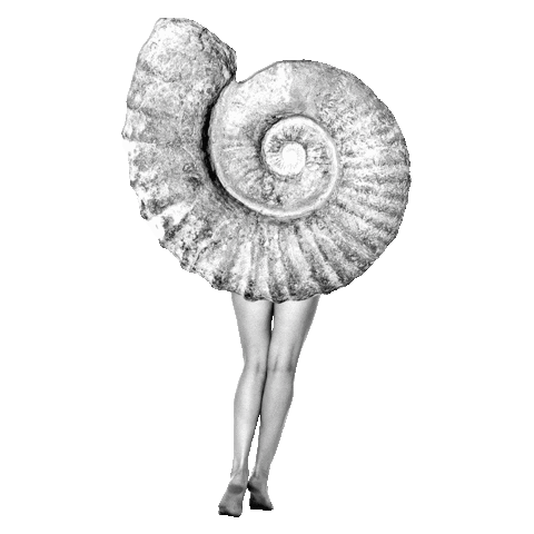 Sea Shell Sticker by borovini