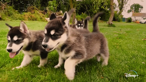 Jeff Goldblum Dogs GIF by National Geographic Channel