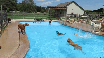 Happy Dogs Enjoy a Spring Swim