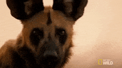 nat geo wild GIF by Savage Kingdom