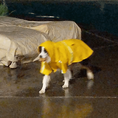 giphygifmaker GIF