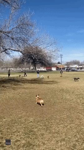 Pig Spotted Playing With Dogs at Utah Park