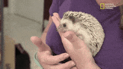 nat geo wild hedgehog GIF by Dr. K's Exotic Animal ER