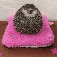 happy adorable hedgehog grumpy eyebleach GIF