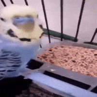 Bird Ryo GIF