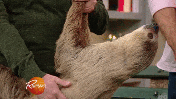 two toed sloth pet GIF by Rachael Ray Show