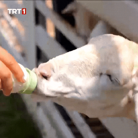 Hungry Dinner GIF by TRT