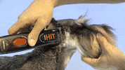 Dogs Stripping GIF by Artero Professional Line