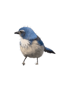 Happy Bird Sticker by EDGARDUDE