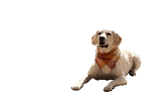 Fall Labrador Sticker by Brodifur