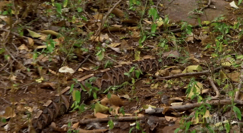 worldâs deadliest GIF by Nat Geo Wild 