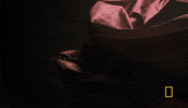 money silk GIF by National Geographic Channel