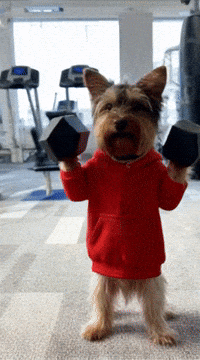 Yorkshireterrier Mancuernas GIF