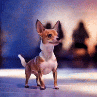 Chihuahuas Dogslovers GIF