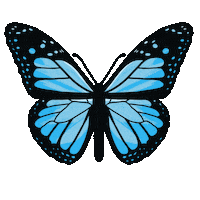 Blue Butterfly Fly Sticker
