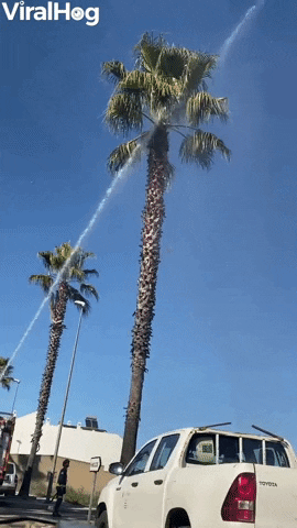 Cat Jumps From Palm Tree GIF by ViralHog