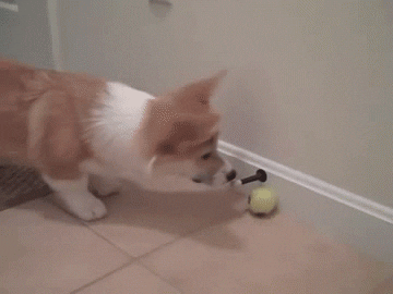 corgi gifofdogs GIF by Rover.com