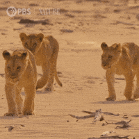 Pbs Nature Family GIF by Nature on PBS