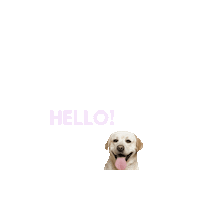 Uh La La Hello Sticker by people who kaer