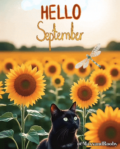 Black Cat Hello GIF
