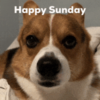 Happy Sunday Dog GIF