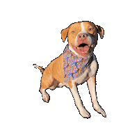 Oliver Happy Dog Sticker by Geekster Pets