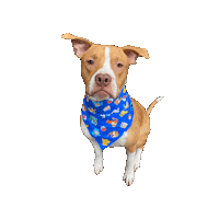 Oliver Pibble Sticker by Geekster Pets