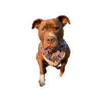 Wednesday Pibble Sticker by Geekster Pets