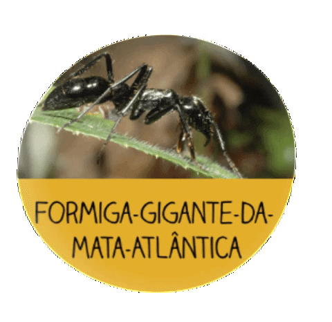 menoresbichosdobrasil giphygifmaker nature brasil brazil GIF