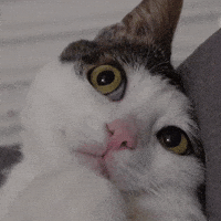 Cat Luna GIF