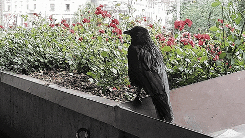 kieranpavel giphyupload black roses raven GIF