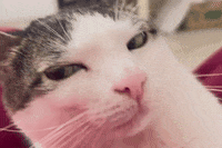 monkeycatluna monkeycatluna crunchycatluna crunchycat luna judgy cats cat GIF