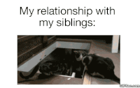 Happy Siblings Day GIF
