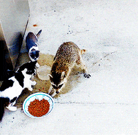 raccoon GIF