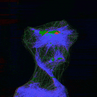 LineApeClub obscure line ape club obscure prints line apes GIF