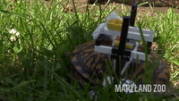 Injured Turtle Recovering With His Awesome LEGO Wheelchair