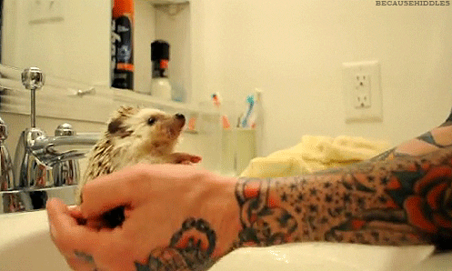 GIF by Summer