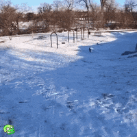 Dog Fun GIF by Greenplace TV