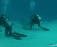 shark leg GIF
