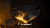 Chameleon!
