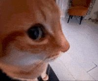 Cat What GIF