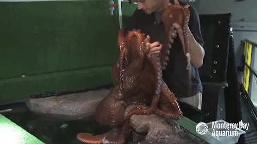 Wrestle giant pacific octopus GIF by Monterey Bay Aquarium