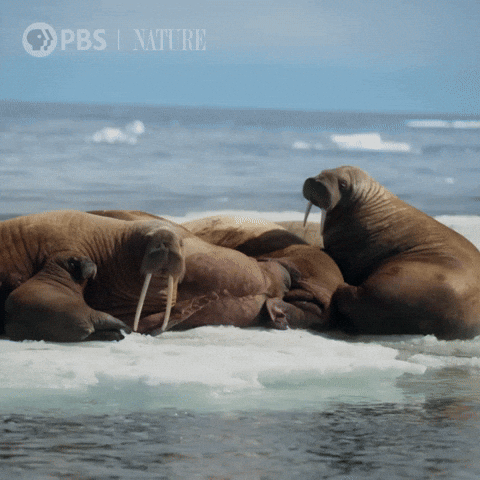Explore Pbs Nature GIF by Nature on PBS